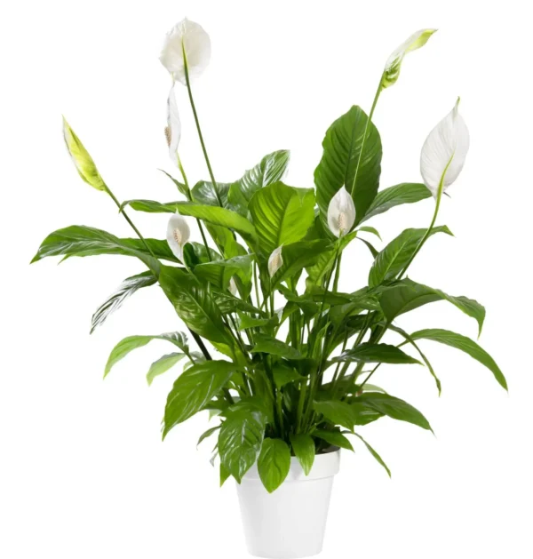 Peace Lily