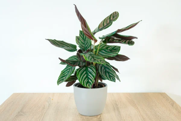 Calathea