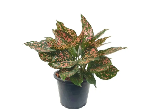 Aglaonema Green