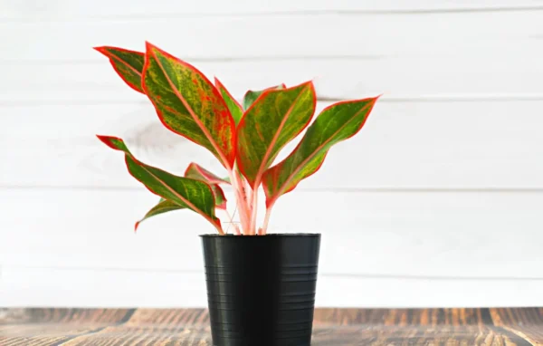 Aglaonema Red