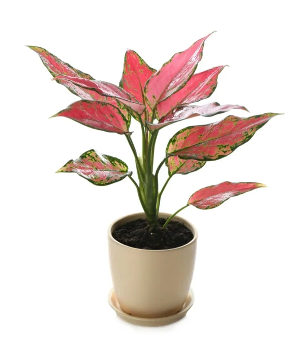 Aglaonema Pink