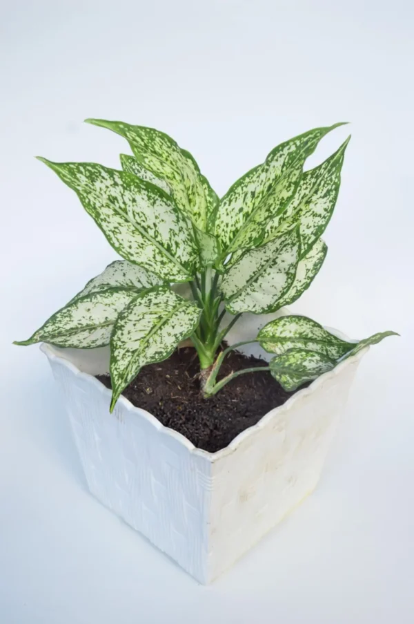 Aglaonema Snow White