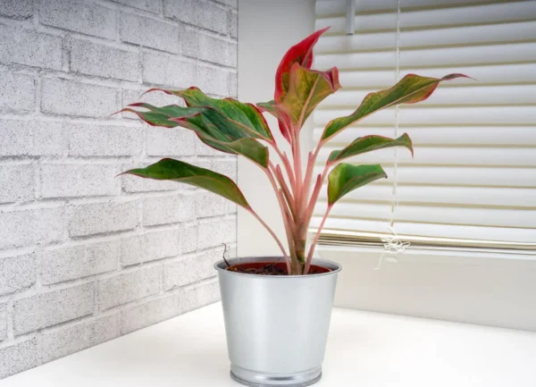 Aglaonema Lipstick